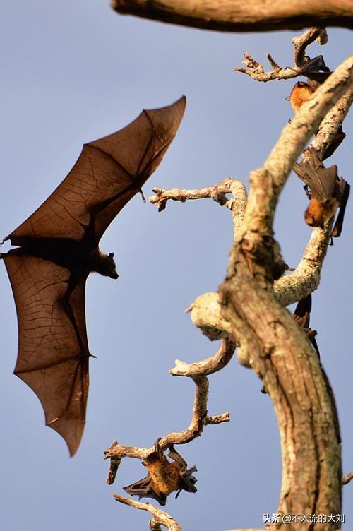 蝙蝠能壮阳，为什么会有人喜欢吃蝙蝠这样诡异的动物