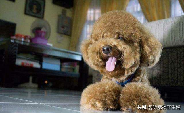 大狗民:泰迪母狗年龄大了结扎有危险吗？