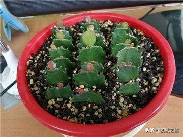 蟹爪兰图片养护:叶仙嫁接的蟹爪兰夏季怎样养护？