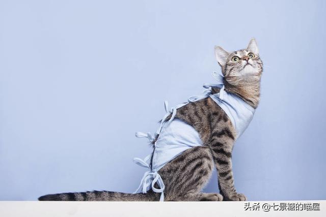 猫咪绝育:你家的猫咪做绝育了吗？做绝育会对猫咪有什么影响？