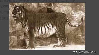 史德拉海牛灭绝在哪:10大已灭绝物种：霸王龙、斑驴？