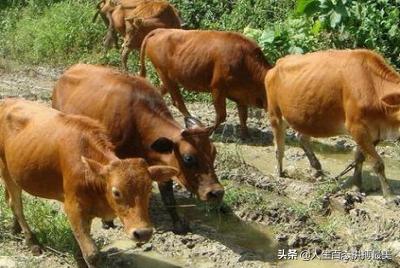 牛疾病百科大全:牛不见反刍还咳嗽、喘怎么治疗？