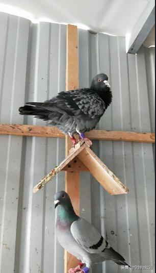 鸽子嗉囊炎该如何防治？插图12