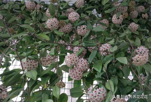 球兰图片:家庭球兰该怎么养？怎么让它开花？