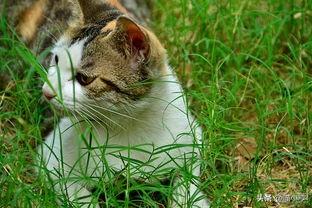 短毛波斯猫一天喂几次:大家家里养的英短都怎么喂养的？