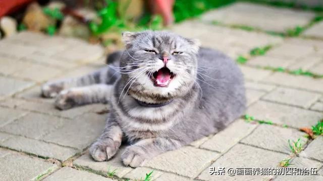 小猫一直打喷嚏其他都好:小猫打喷嚏，不是猫鼻支，想买些人用的滴鼻药，有什么推荐吗？