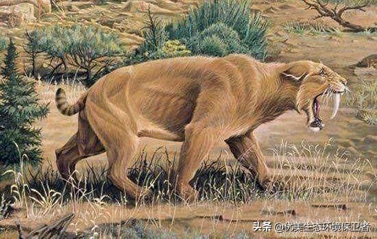 最大的猫科动物非洲狮:残暴狮猎杀得了非洲白犀牛吗？为何？