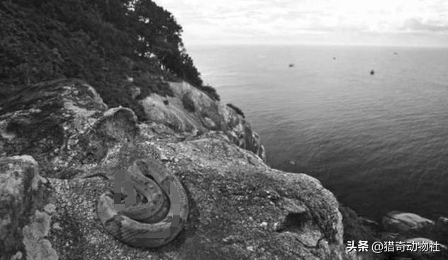 世界上最可怕的巨蛇，巴西蛇岛有多恐怖，与大连蛇岛相比较，哪一个更加恐怖