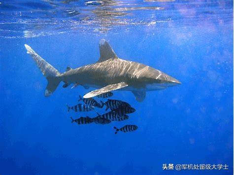 独眼鲨鱼是怎么形成的:鲸鱼、鲨鱼、海豚为什么很容易搁浅，是视力不好的原因吗？