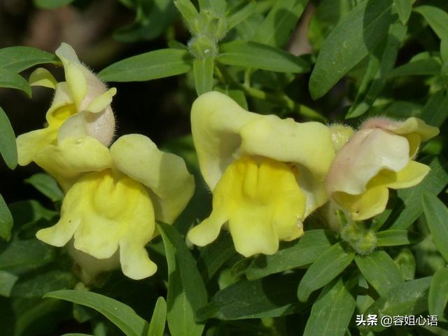 金鱼草怎么养开花:夏季，开着花的金鱼吊兰可以换盆吗？
