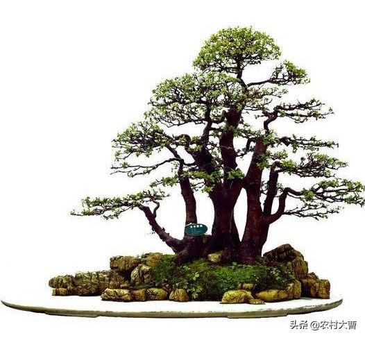 盆景五大流派:什么是岭南派盆景？岭南派盆景的艺术特色是什么？