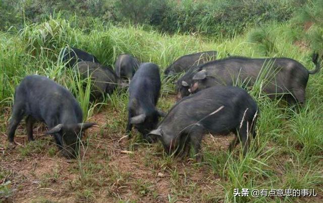 藏香猪养殖(藏香猪养殖前景和利润)