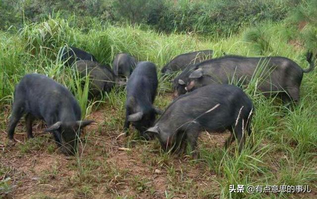 育民村香猪养殖场:在农村养殖香猪怎么样？需要什么技术？有市场前景吗？