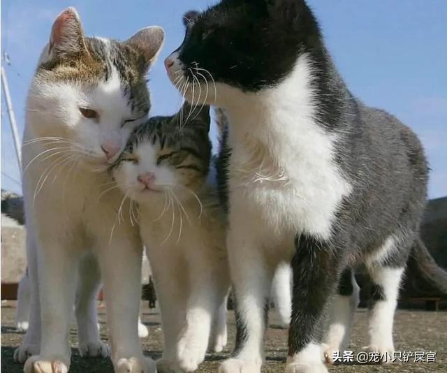 猫用了博来恩一直挠:猫咪耳朵上擦了促进食欲的药有效时间是多久？使用时要注意什么？