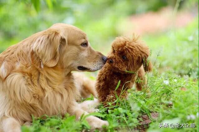 两岁金毛犬价格:2018年金毛犬幼犬的价格是多少？有哪些购买渠道？
