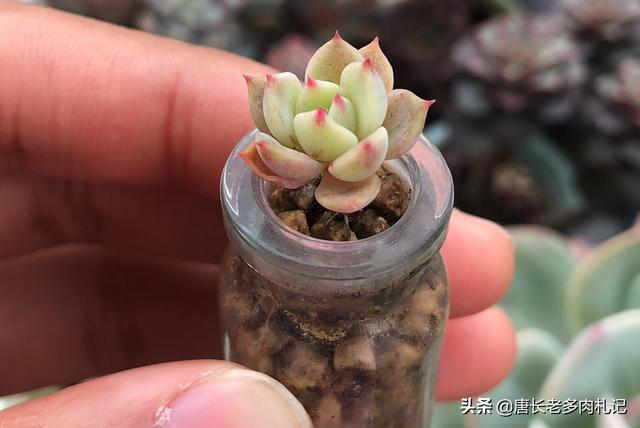 长生草属:无孔的玻璃瓶养多肉是什么原理？