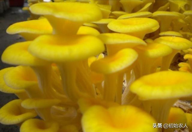 家庭养殖业养什么菌类好:大棚养殖哪种菌类最好 珍稀食用菌榆黄蘑，喜欢什么样的生长环境？怎么养殖好？