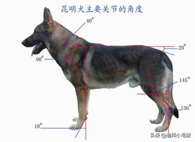 昆明犬和狼狗打架视频:德牧和昆明犬哪个体型更大？怎么喂养？