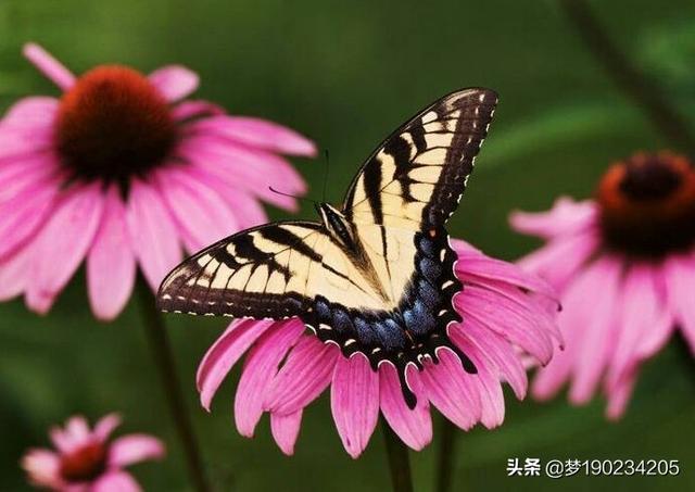 花鸟鱼虫:最近生活领域的问题都是花鸟鱼虫，梅兰竹菊，盆景佛珠。怎么办？ 花鸟鱼虫图片