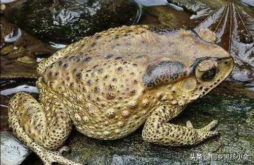 泰国蜈蚣养殖骗局:能否说说你知道的关于养殖的圈套、骗局？怎么注意？