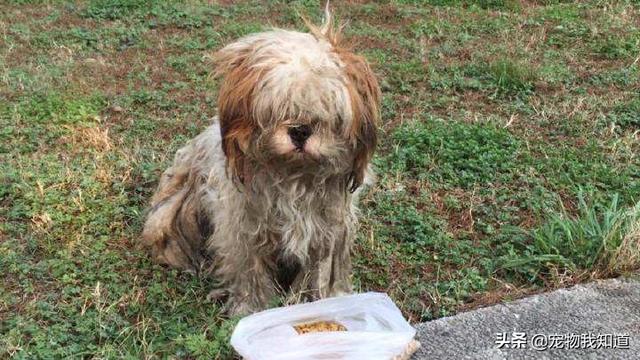 爱心夫妇捐赠幼犬:900块钱能救一条宠物犬，但是也能救好多土狗，你会怎么做？