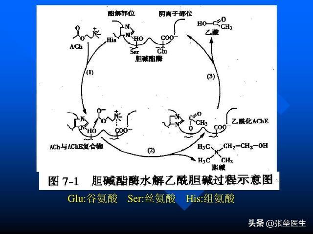 怎么检查肝功能：怎么检查肝功能是否正常