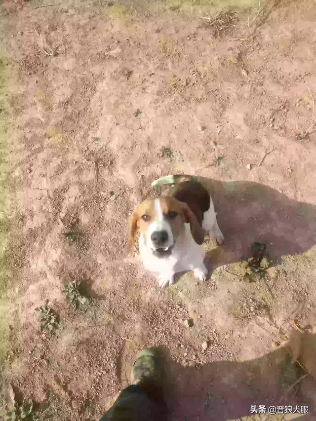 比格犬好养吗:比格犬好不好养？有什么特点吗？