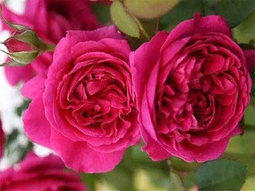 最香的几款月季品种是什么？插图72