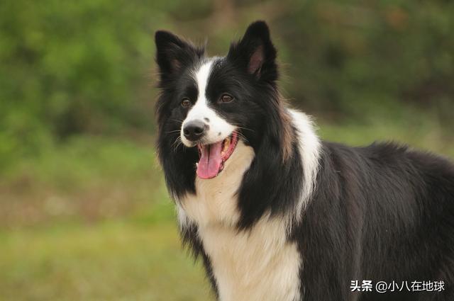 附近的家养边境牧羊犬多钱一只:养一只边牧的费用，能不能详细一点？