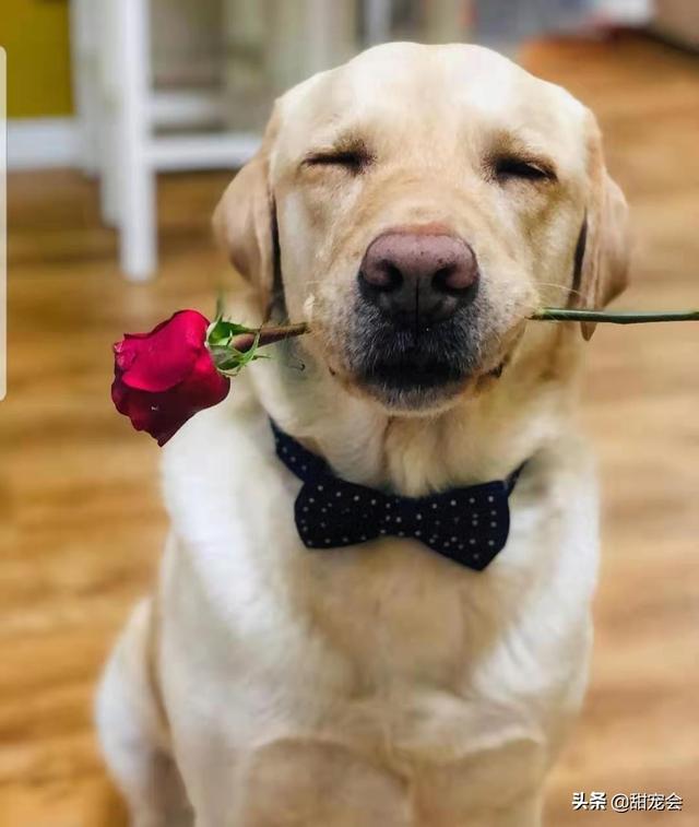 米格鲁犬遛弯能放狗绳吗:两个月的狗狗可以带它出去溜达吗？