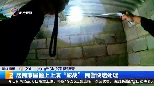 三头眼镜蛇:蛇窝！广东一仓库发现16条眼镜蛇，幼蛇被抓，母蛇会来复仇吗
