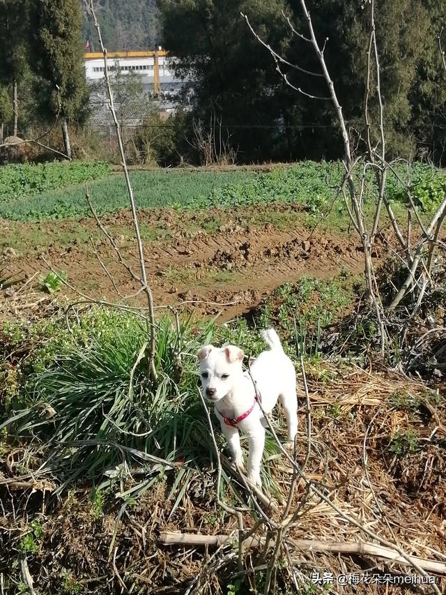 宠物可蒙犬糖糖:养狗能治抑郁，这是真的吗？