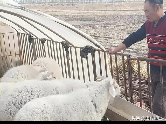 山东今日獭兔价格多钱一斤:在农村，养兔与养羊相比，哪个更划算？