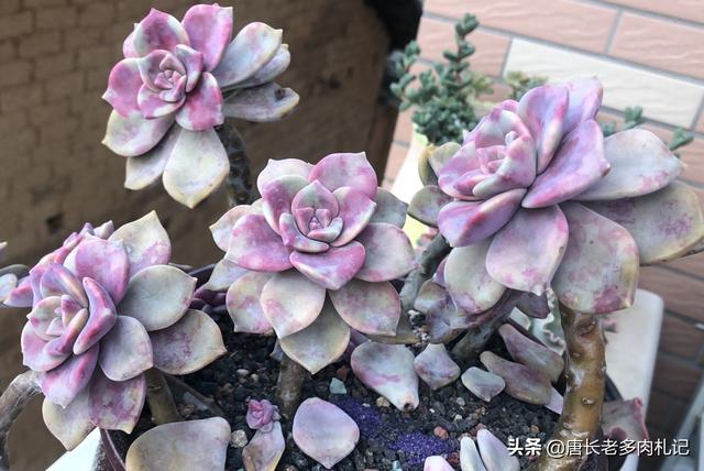 多肉大和锦根能长多粗:如何才能把多肉养成爆盆老桩，关键是单颗长得可爱我舍不得切呀？