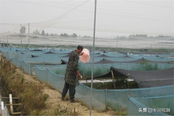 虎纹蛙价格行情:养殖青蛙市场需求大吗？我是湖南衡阳的，想回家创业？