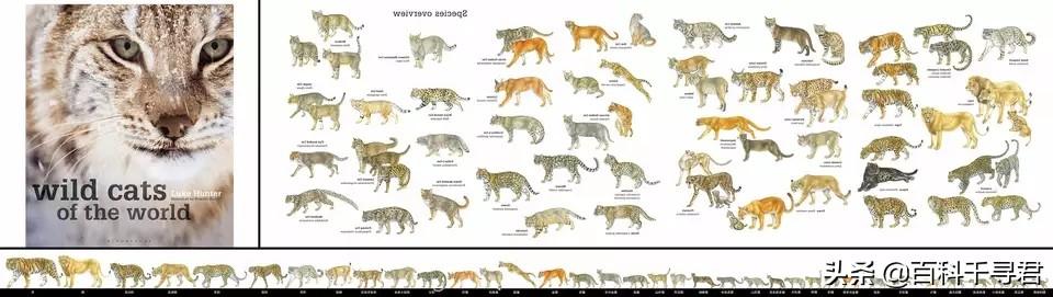 世界最大的猫科动物:猫科动物中战力最强的是谁？ 世界最大的猫科动物是谁