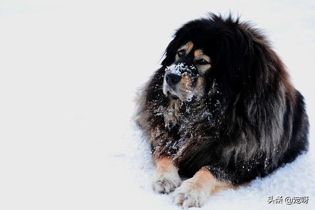 马士提夫獒犬:世界上最强壮的10种狗，你知道几种？