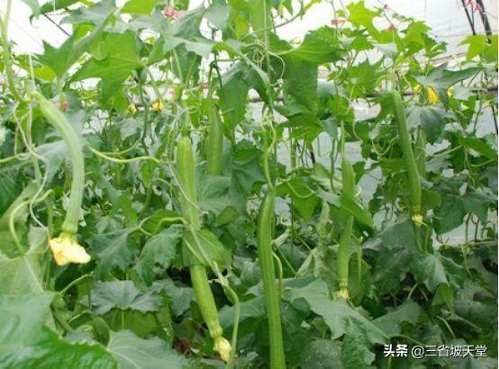 在丝瓜生长过程中摘心有什么作用?应该怎么操作?_经验教学_小高教学网