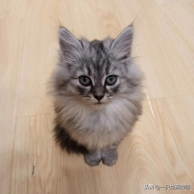求教,这是折耳猫吗？