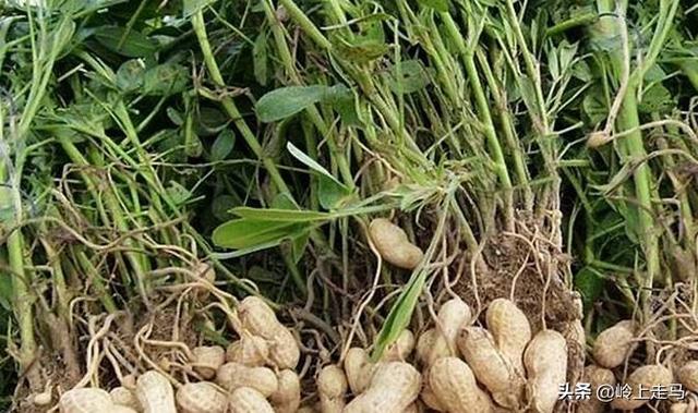头条问答 想要留种的花生 该如何存放 岭上走马的回答 0赞