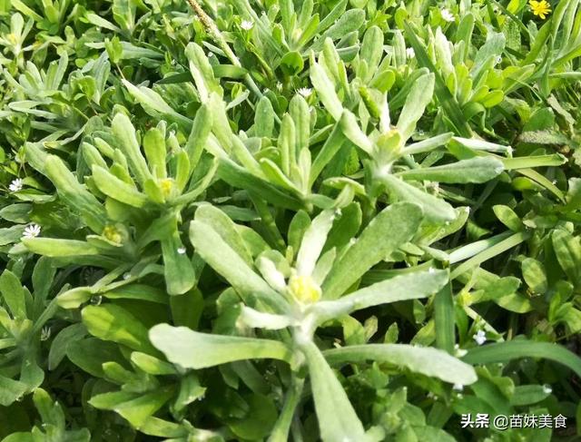 头条问答 - 蒿子粑粑有点苦能吃吗?(清闲的松鼠qp的回答,0赞)