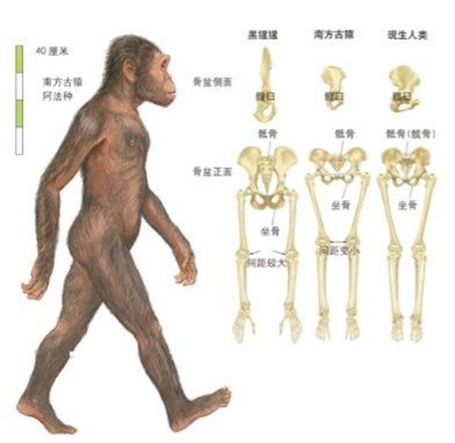 史前核反应堆:“史前文明”多次出现，“古猿进化”或被推翻人类到底来自哪里