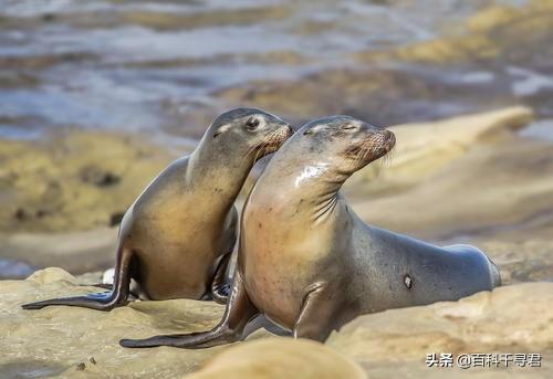 竖琴海豹:海豹、海象、海狮、海狗、海兔这几种动物都有什么不同？