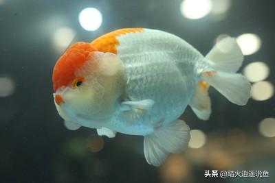无背鳍狮子头金鱼:家养金鱼可以活几年？该怎么养？