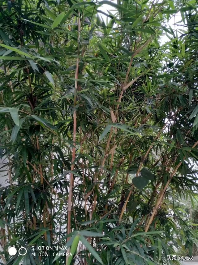 林靖恩播种成功:辣椒或者朝天椒种子播种之后多久发芽，如何处理最容易成功