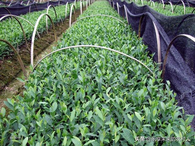 茶树花怎么养殖，茶树籽怎么种植才能使出芽率高