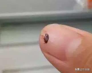 消灭跳蚤:消灭跳蚤的最佳办法 去除跳蚤的最快速的方法是什么？