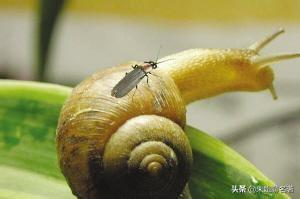 中国萤火虫吃什么:为什么说萤火虫是益虫呢？