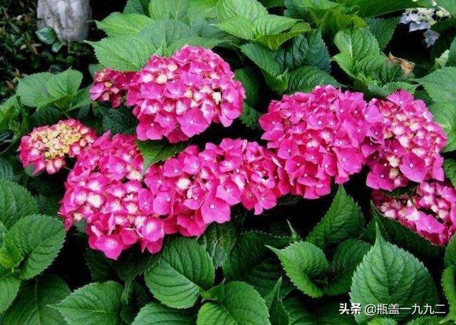 木绣球 八仙花:八仙花倒盆后怎么就蔫了？