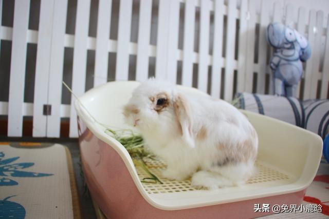 如何延长宠物兔的寿命:请问各位老师，有什么办法可以延长相机的使用寿命呢？